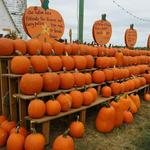 Corn Maze in The Plains