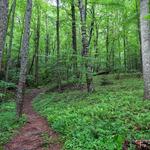 Bent Creek Experimental Forest