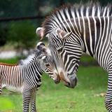 Brookfield Zoo
