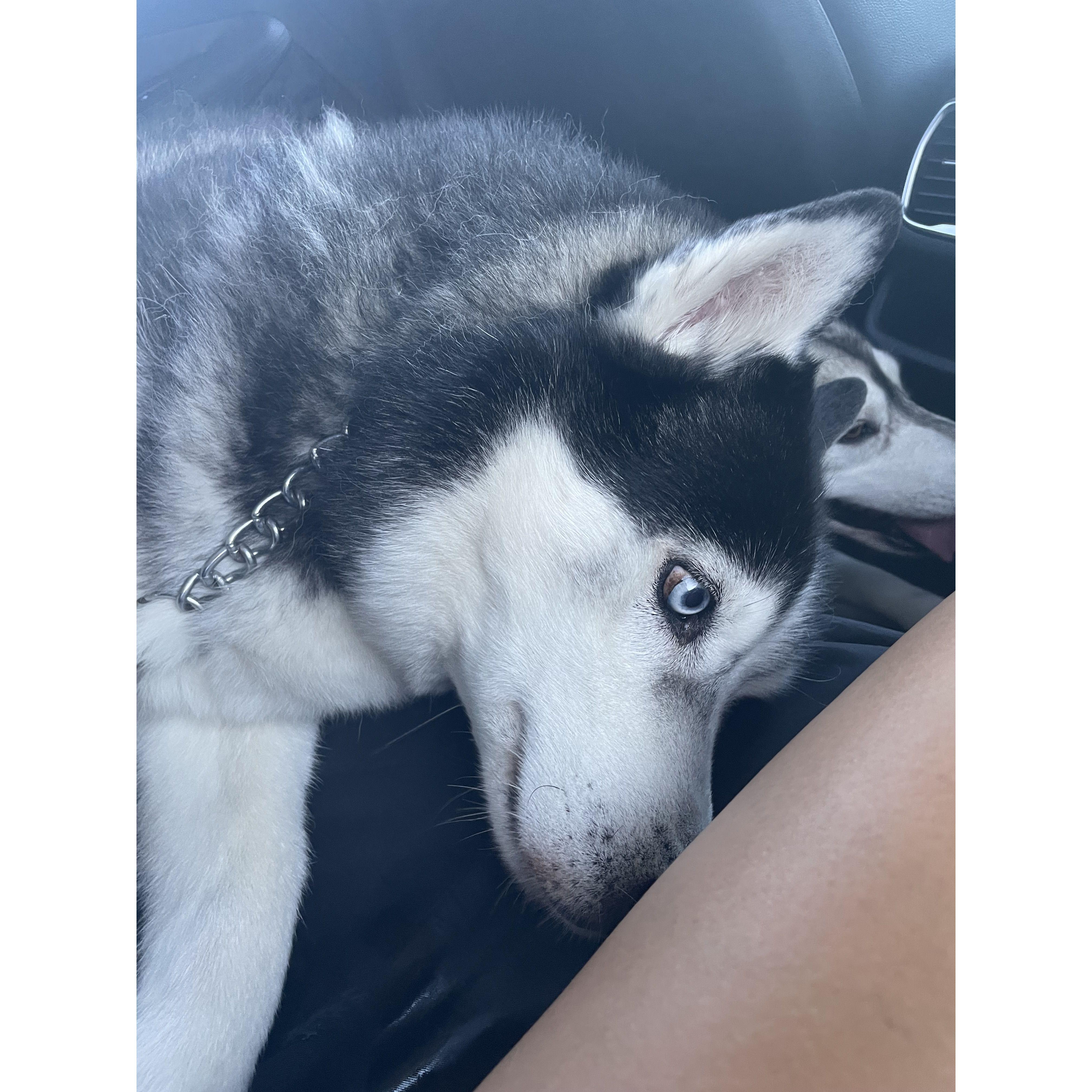 Beautiful Akino (male, age 11)