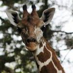 Hillcrest Zoo