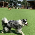 Fetch Park Buckhead