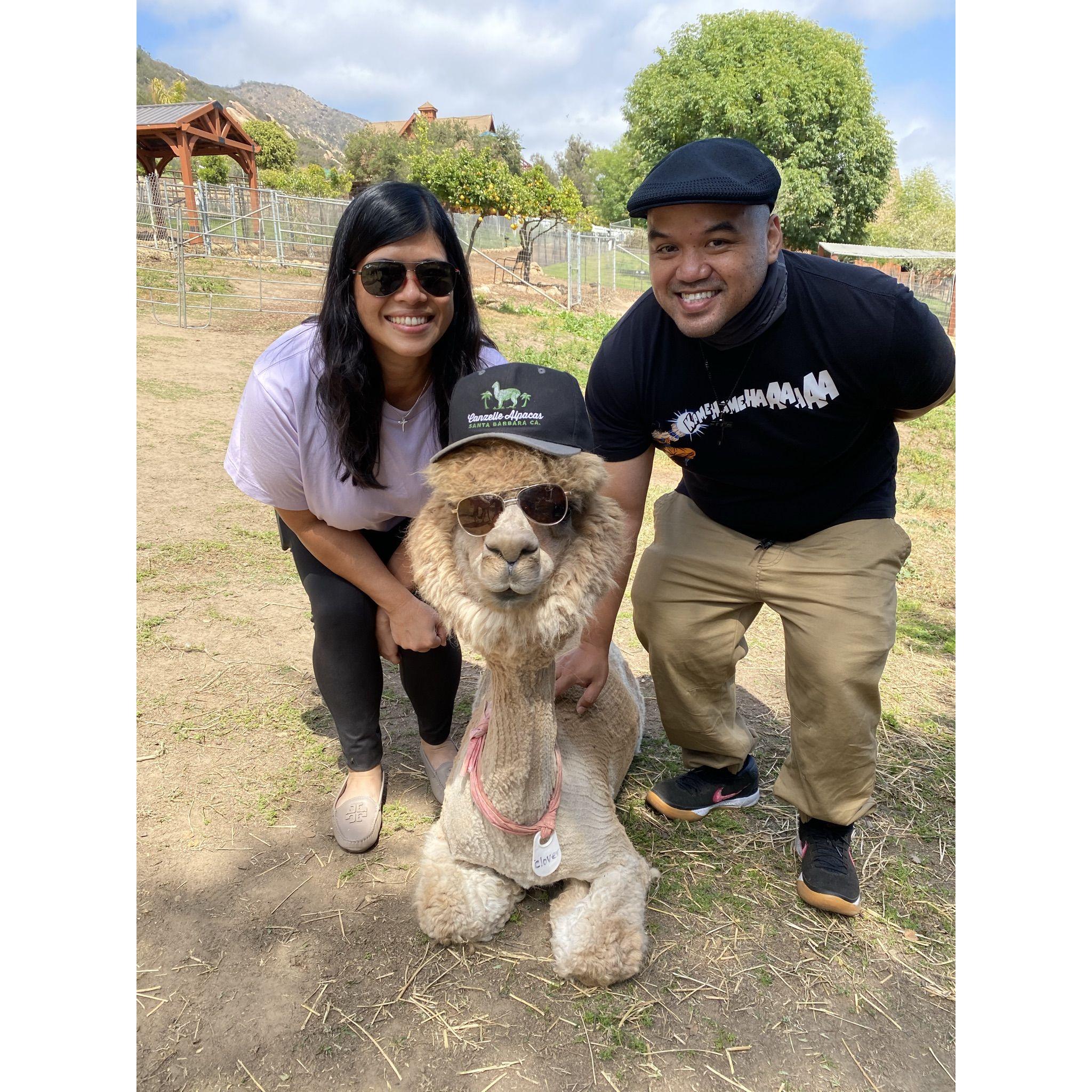 May 29, 2021 - First trip together to meet the alpacas