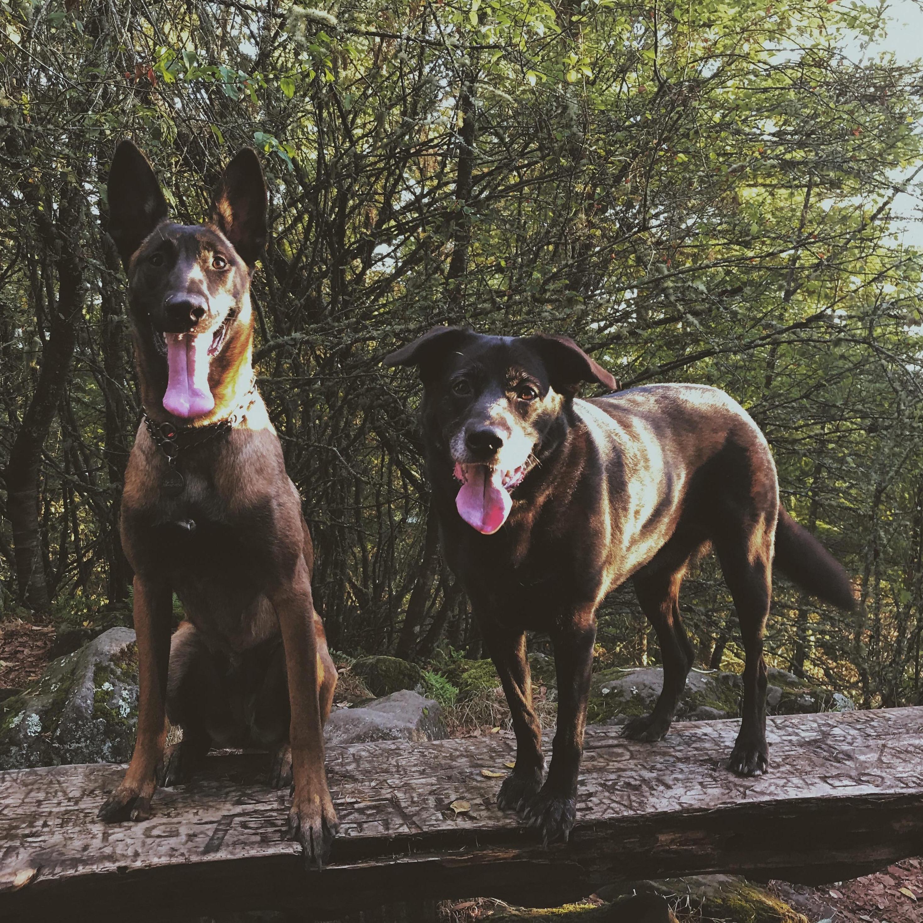 Our fur babies