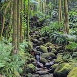 Hawai‘i Tropical Botanical Garden ⸺ NATURE WALK