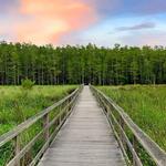 Corkscrew Swamp Sanctuary Boardwalk