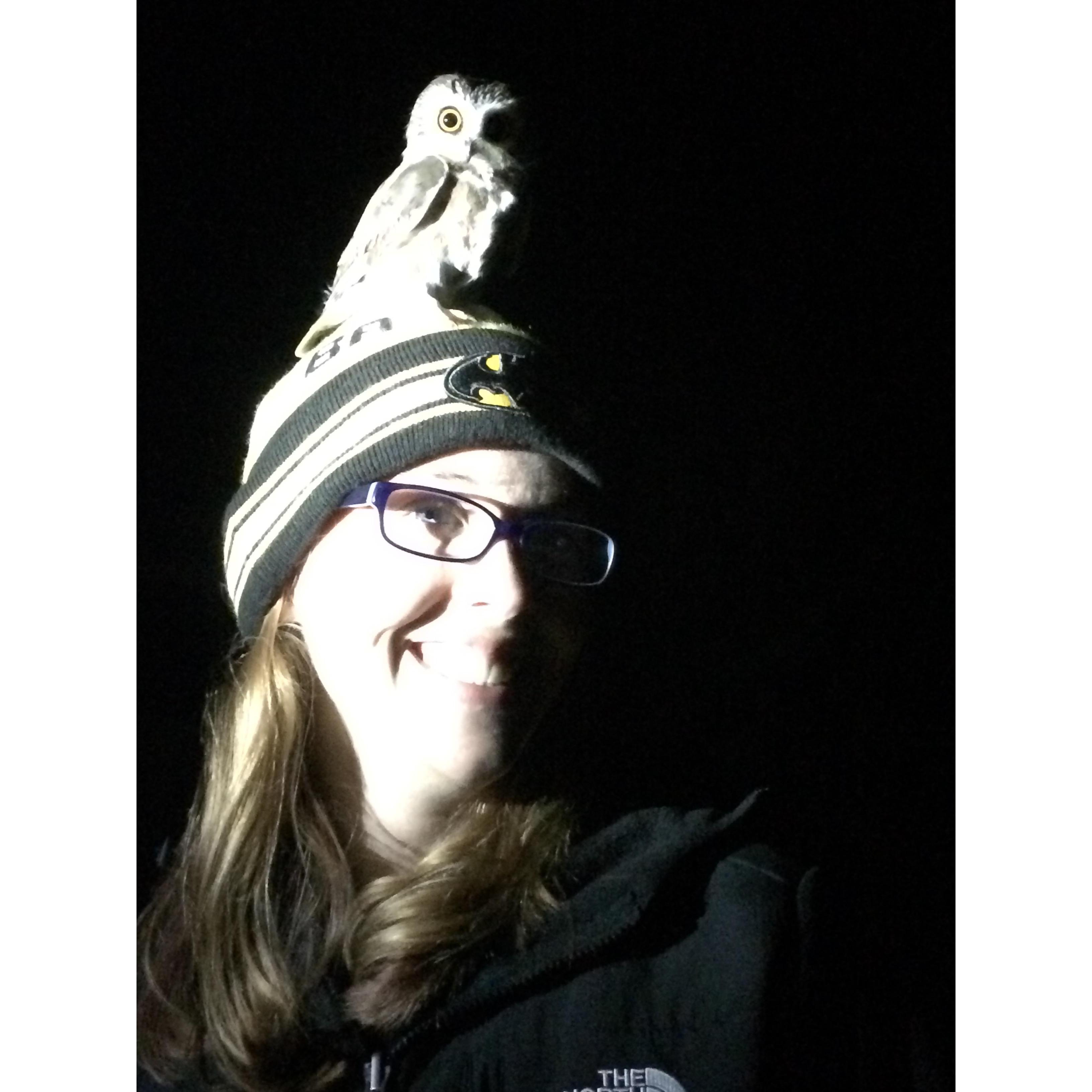 Northern Saw-whet Owl, taking a rest after getting tagged by some scientists, Nicole's arm grew tired of waiting for him to fly off, so he was re-positioned