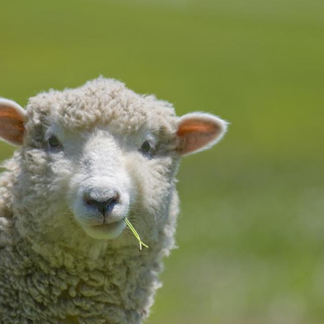 Sheep - ram