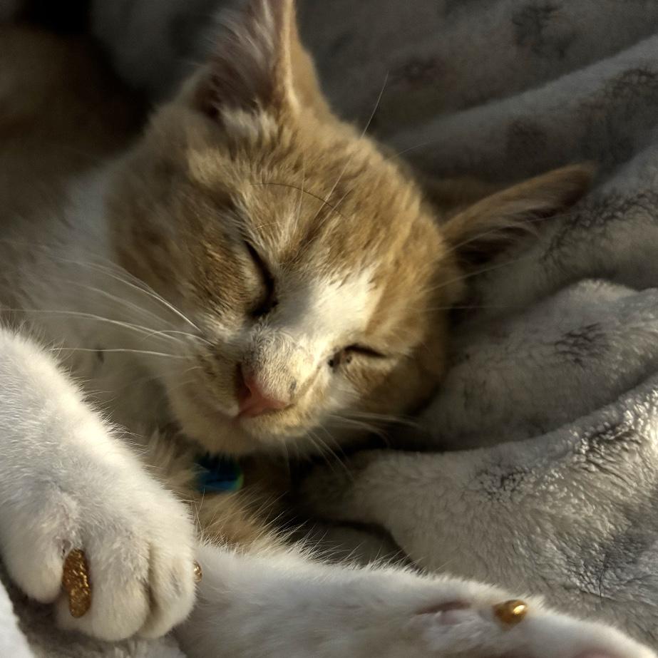 Plucked a kitten from the woods