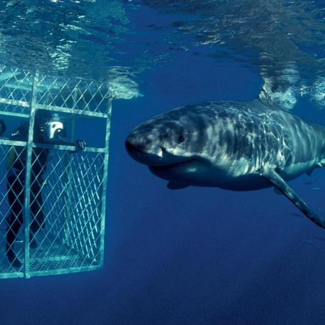 Shark Diving Trip in Africa