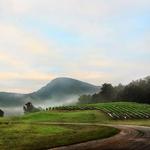 Yonah Mountain Vineyards