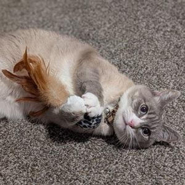 Gracie's Feather Fund