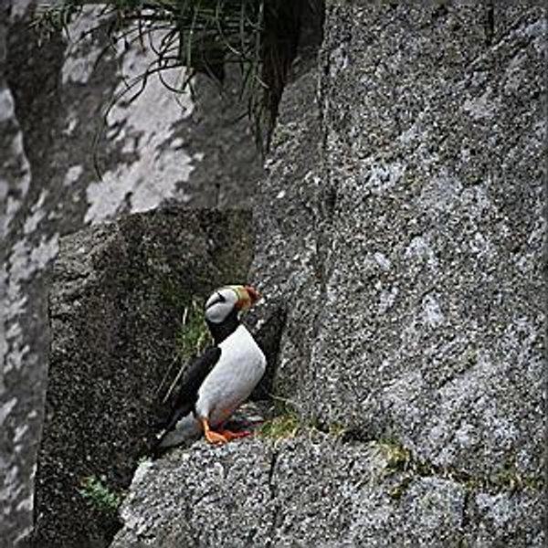 ⛴️ Kenai Fjords National Park Wildlife Cruise
