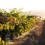 Ridge Vineyards - Lytton Springs