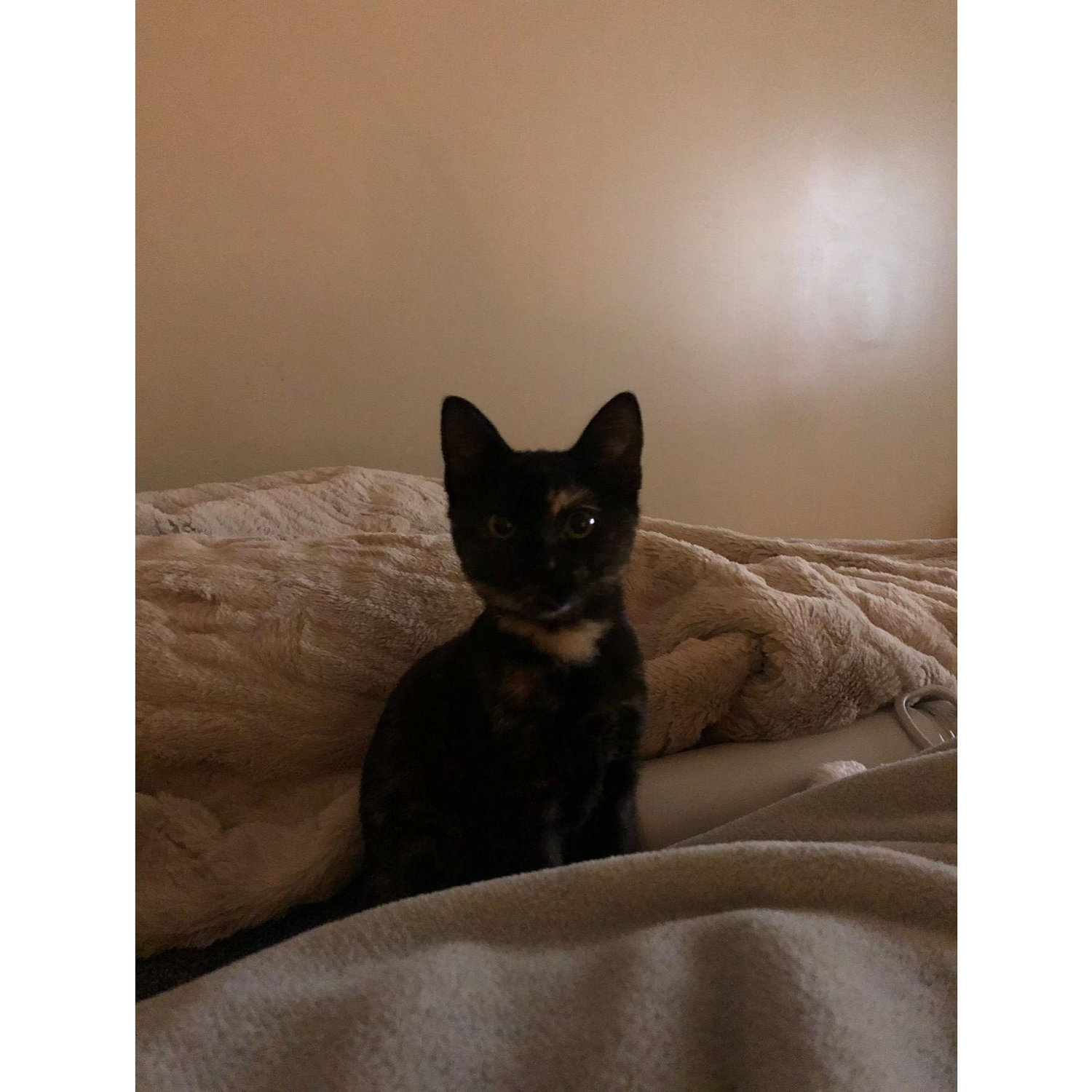 KIWI