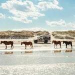 Wild Horse Adventure Tours