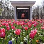 Ole Miss
