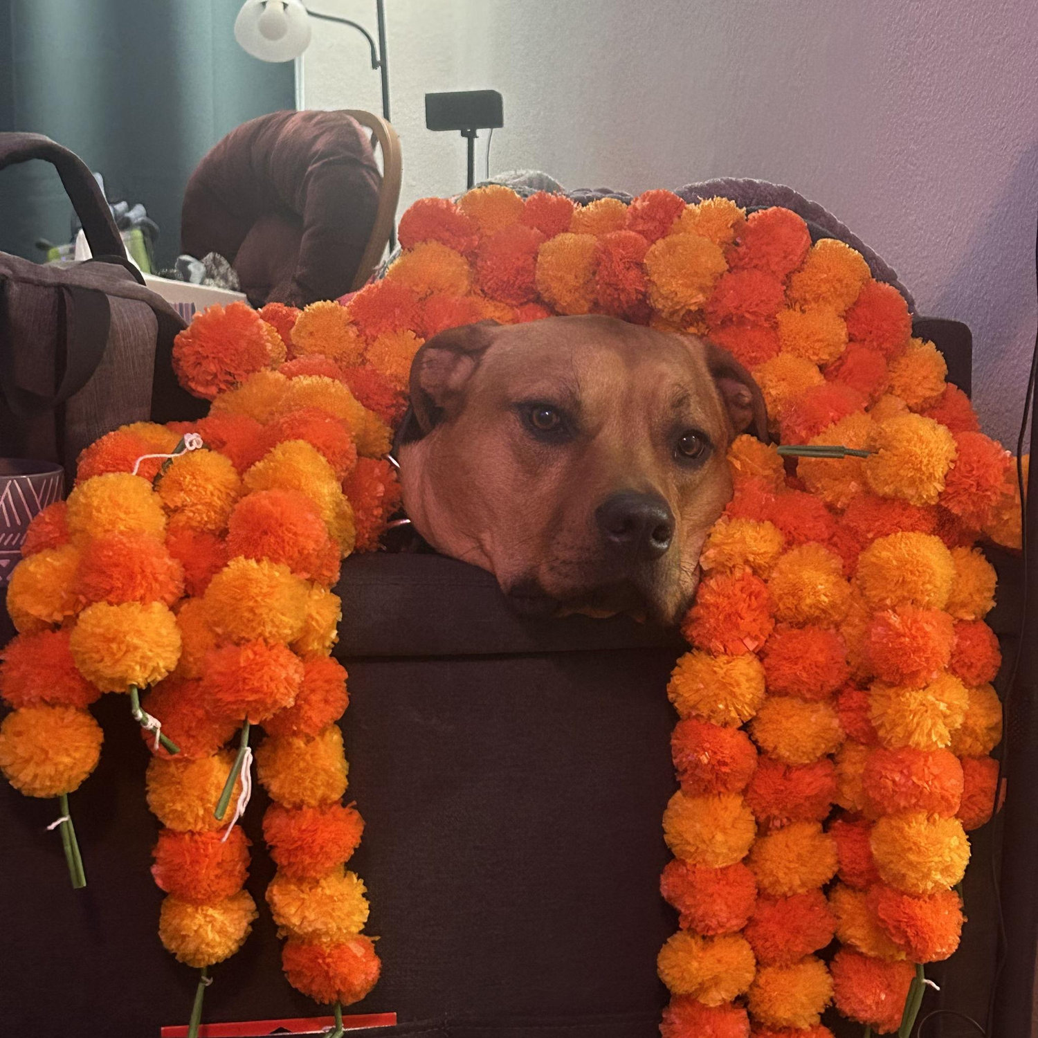 Grizzly Bear helping decorate for Dia de Muertos & Diwali.