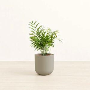 Small Parlor Palm