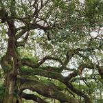 Angel Oak Park