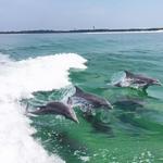 Dolphin Tours & Cruise - Fun in the Sun Boat Rides