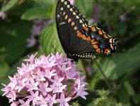 Norfolk Botanical Garden