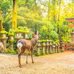 Day Trip to Nara