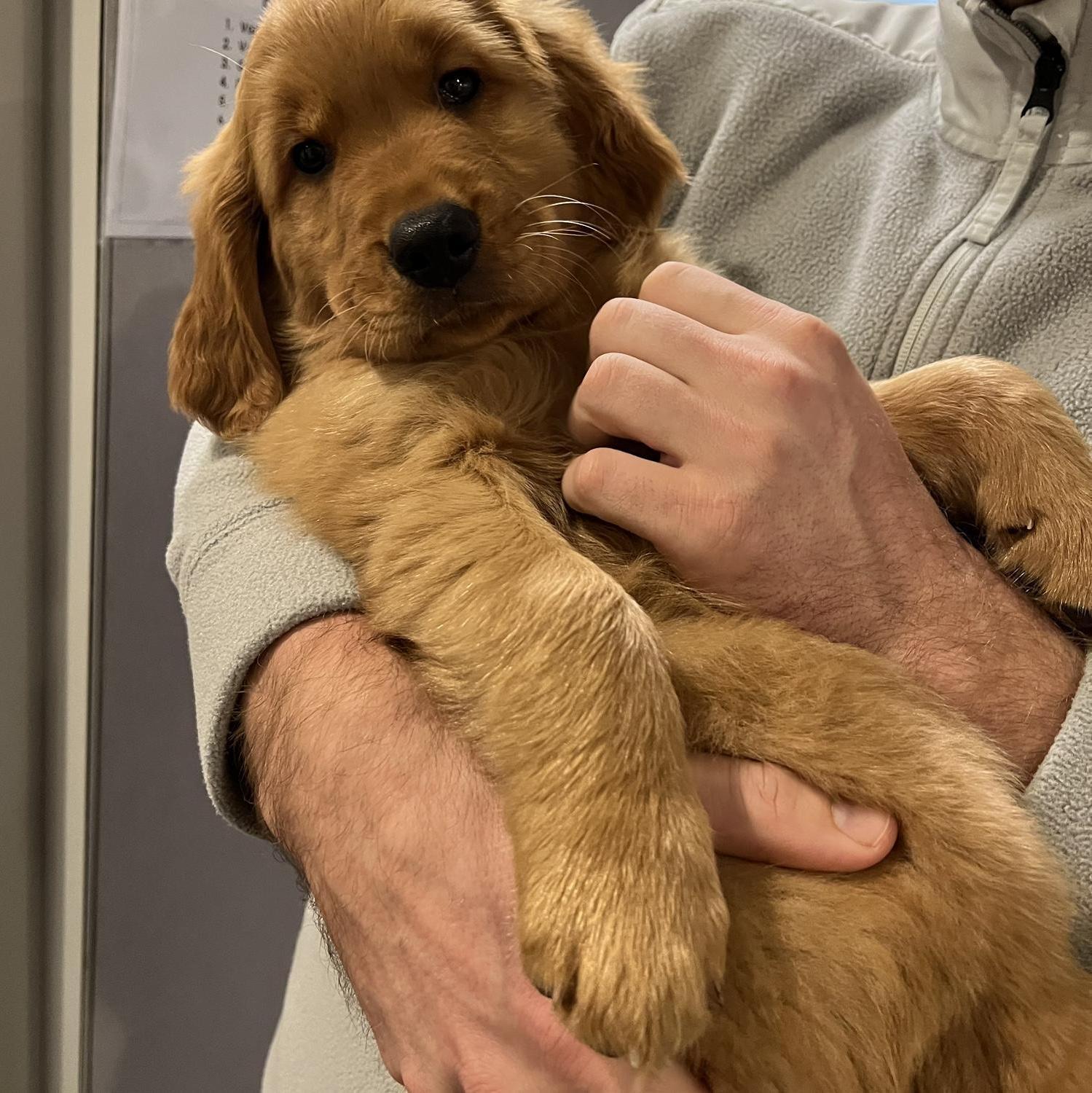 We got our first child, Duke.  He is the goodest boy.