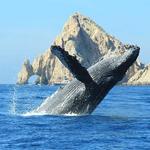 Cabo Whale Watching