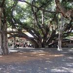 Lahaina Banyan Court