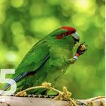 Experience Exotic Birds at Millet Bird Sanctuary!