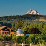 Stave and Stone Wine Estate & Lavender Farm