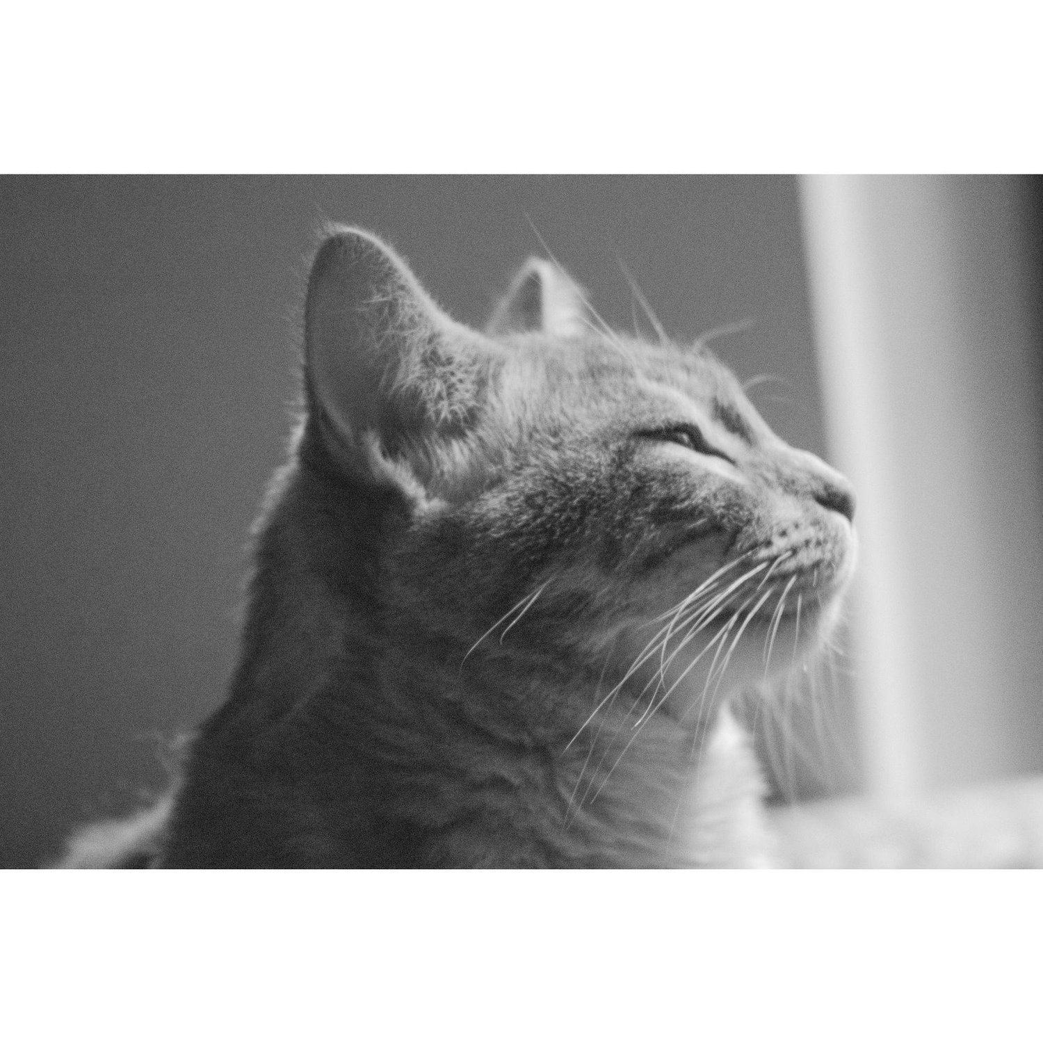 Mushu