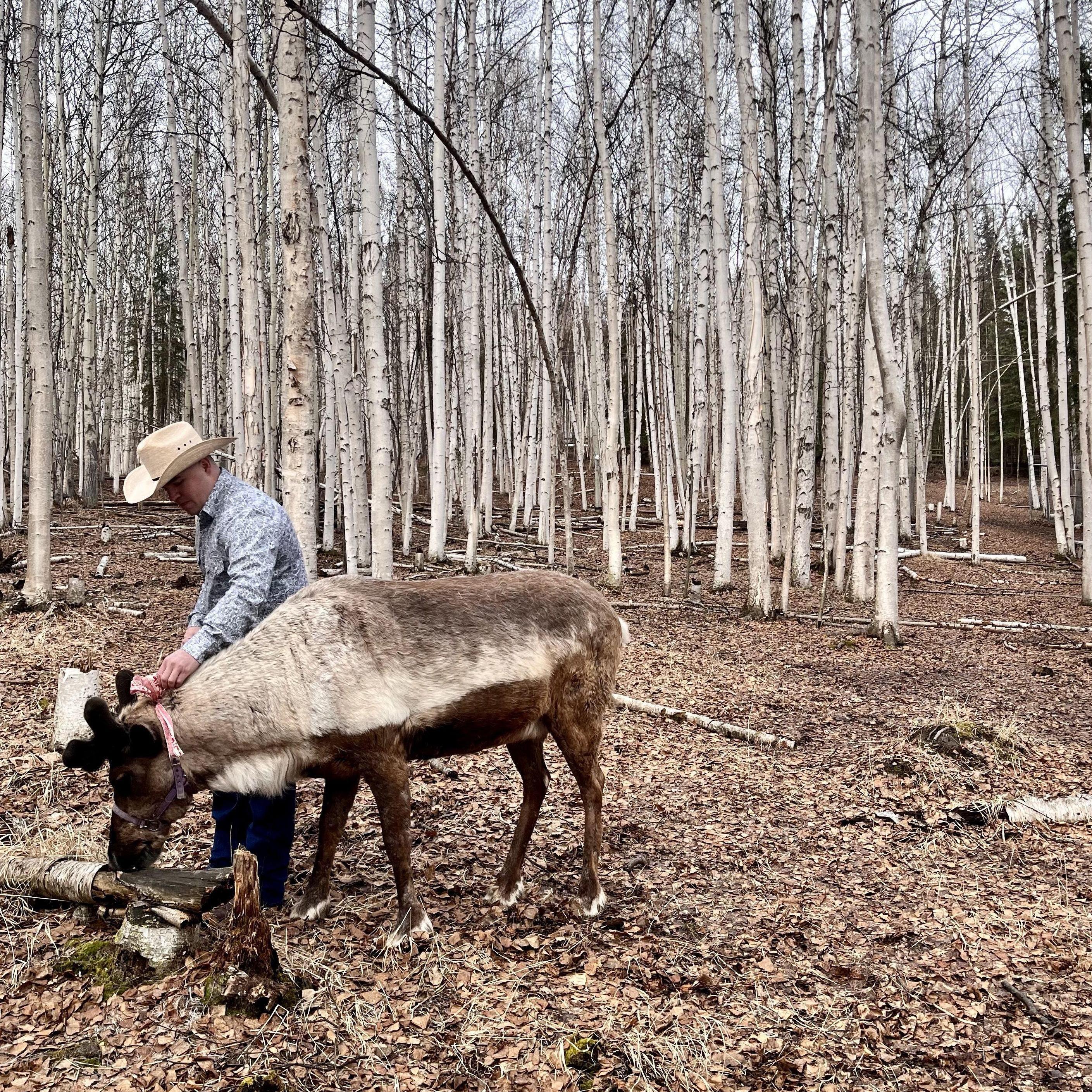 Reindeer Wrangler Matthew