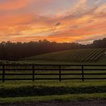 Roo Mountain Vineyards