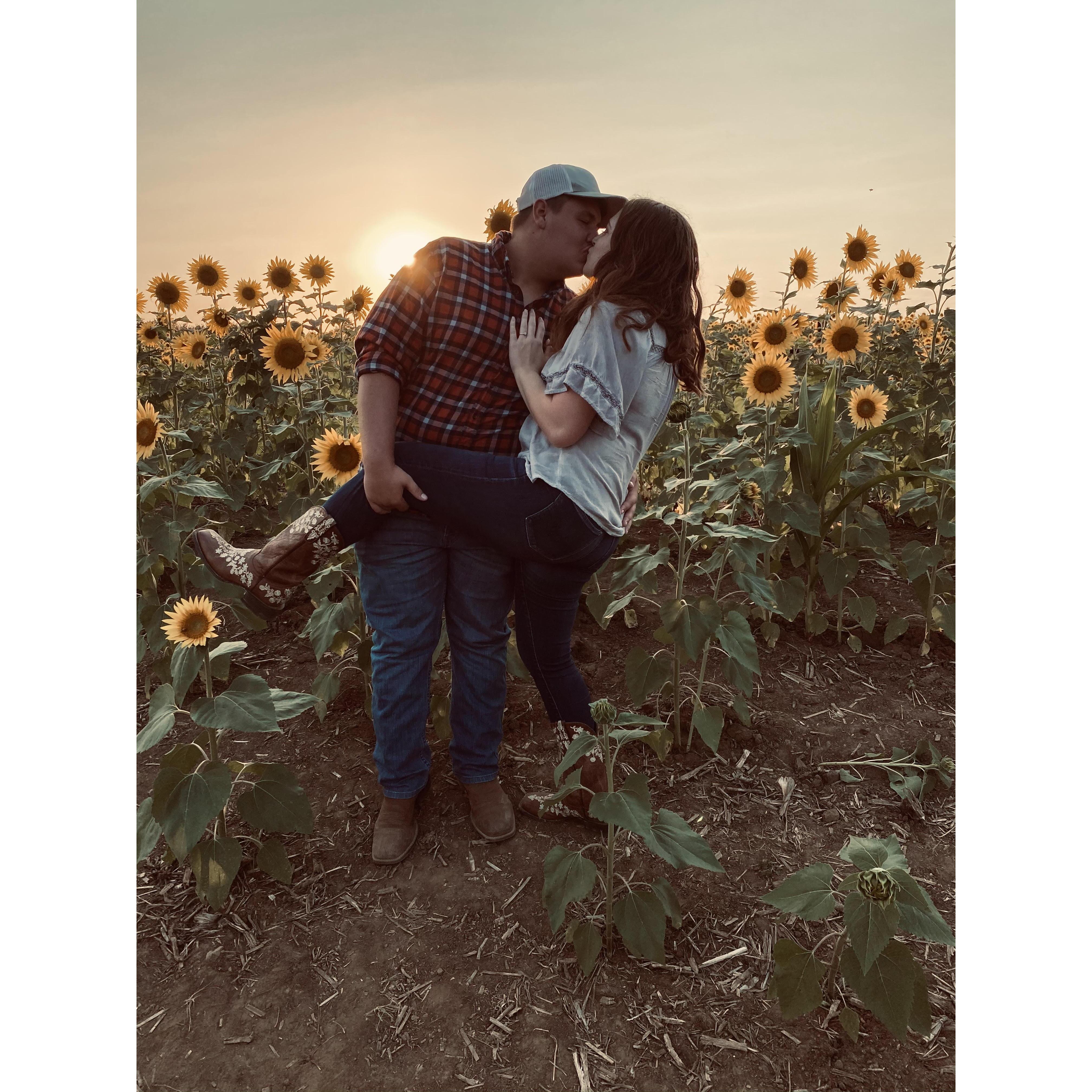 sunflowers