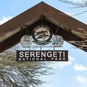 Serengeti National Park Fee - Day 4 of Safari