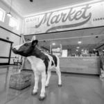 Dairy Market Charlottesville