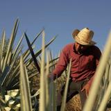 Mezcal Tasting