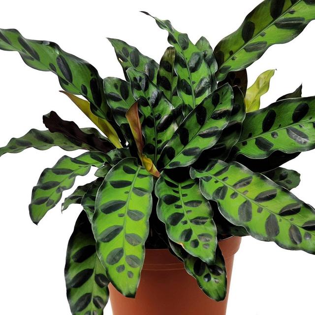 Calathea 'Rattlesnake' - National Plant Network