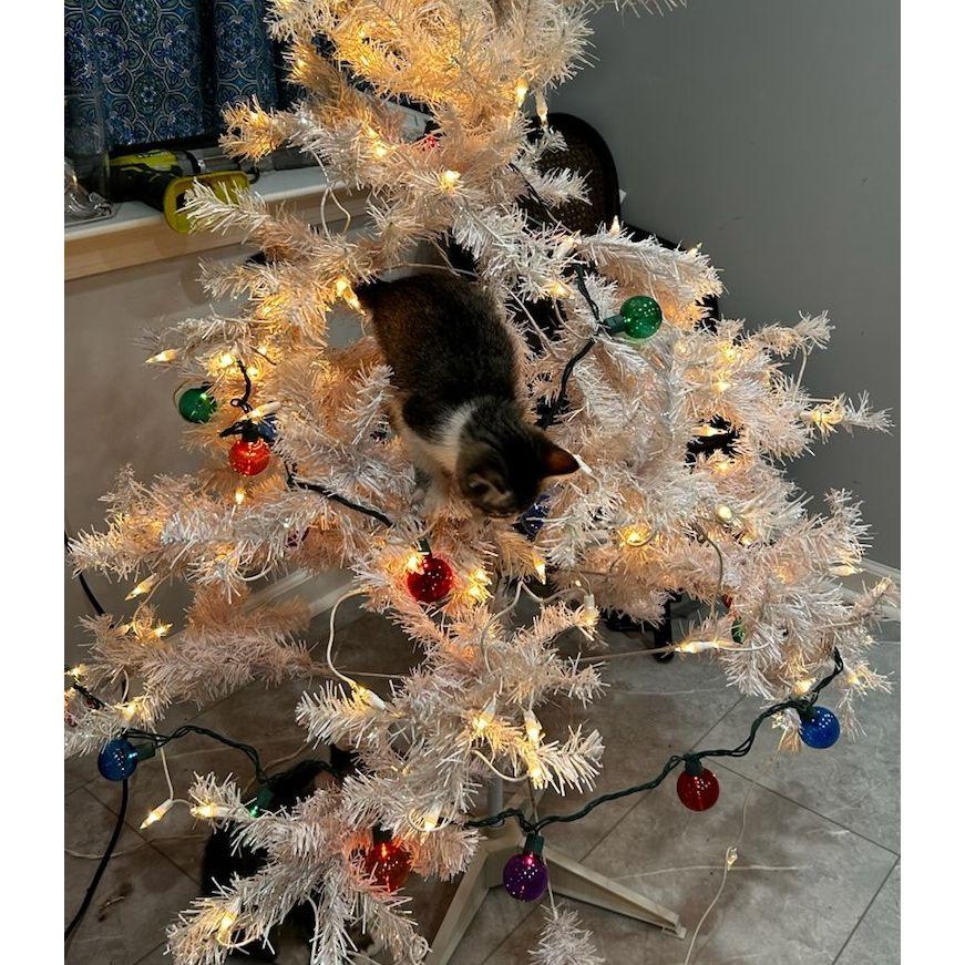 Our Christmas Tree