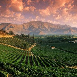 Vineyard tour and lunch in Valle de Uco, Mendoza, Argentina