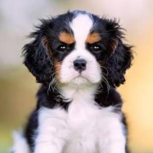 Our New Puppy