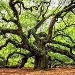 The Angel Oak