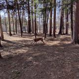 Shepard Dog Park