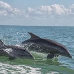 Trip Shock: 20 Destin Attractions