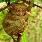 Bohol Tarsier Conservation Area