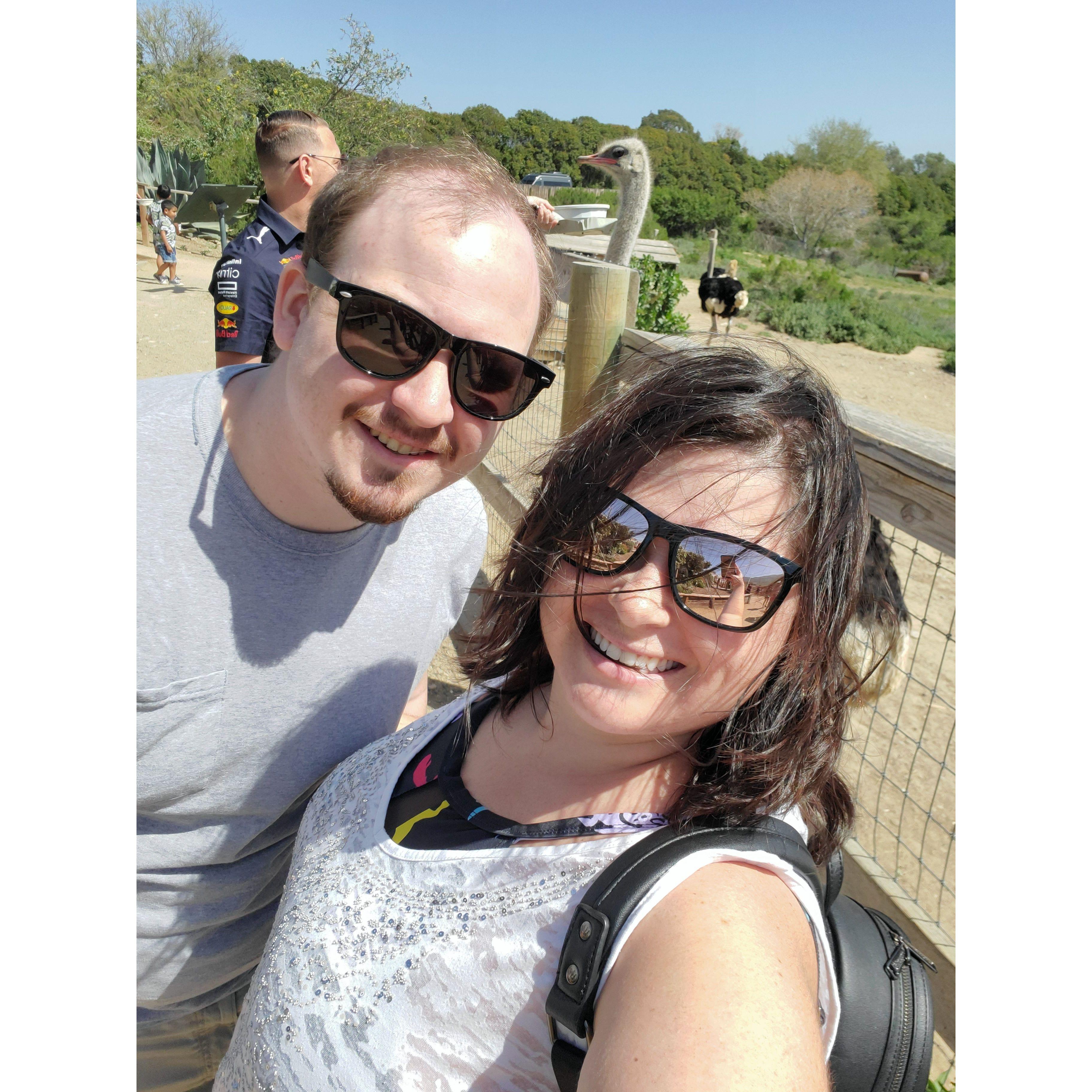 Trip to Solvang, CA to feed ostriches!