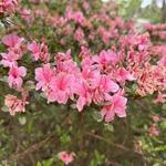Cape Fear Botanical Garden