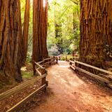 Muir Woods National Monument